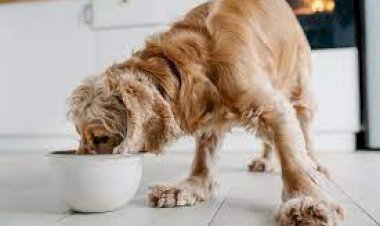 Dog Food for Healthy Coat: The Ultimate Guide to a Shiny, Glorious Fur