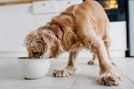 Dog Food for Healthy Coat: The Ultimate Guide to a Shiny, Glorious Fur