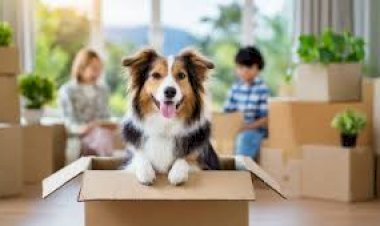 Puppy Financing: Your Ultimate Guide to Responsible Pet Loans & Payment Plans